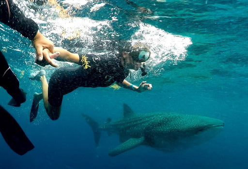 Vive una experiencia única con el tiburón ballena - Terraquo