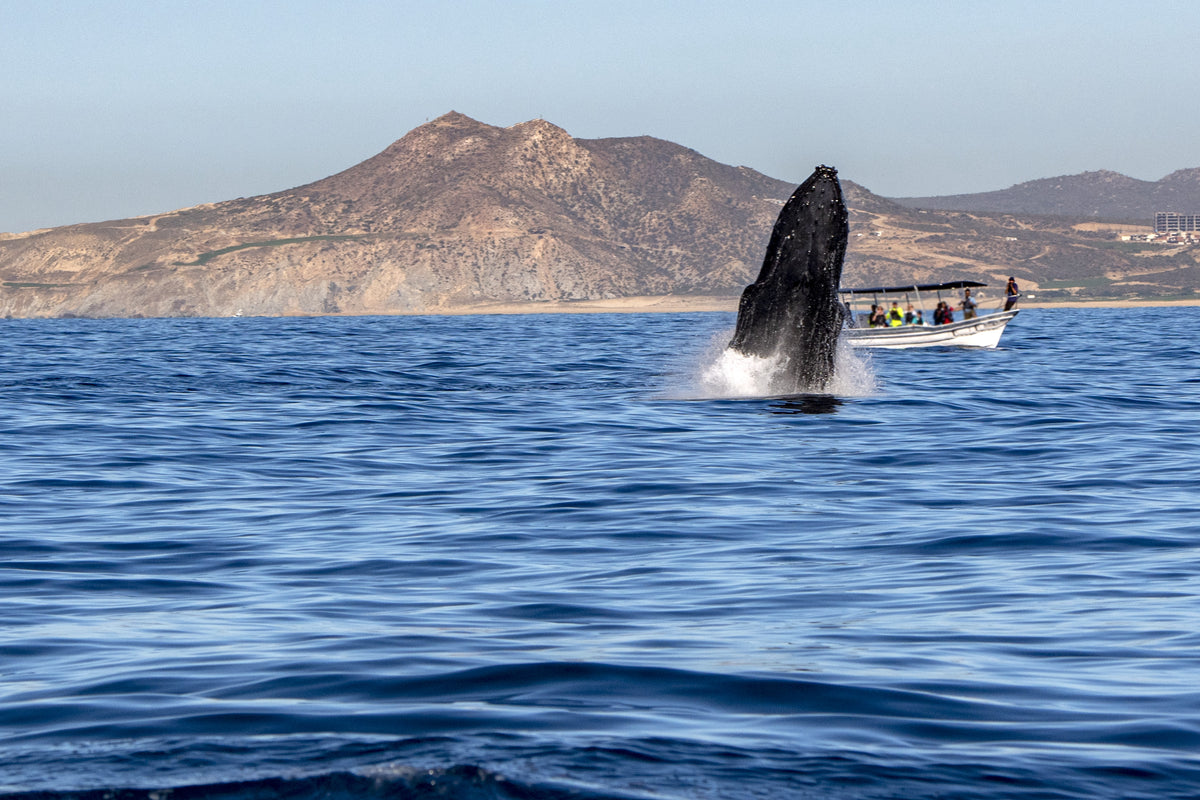 Avistamiento De Ballenas En Cabo San Lucas - Terraquo