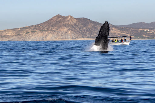 Avistamiento de ballenas en Cabo San Lucas