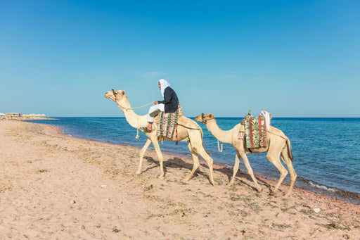 Paseo en camello por Los Cabos